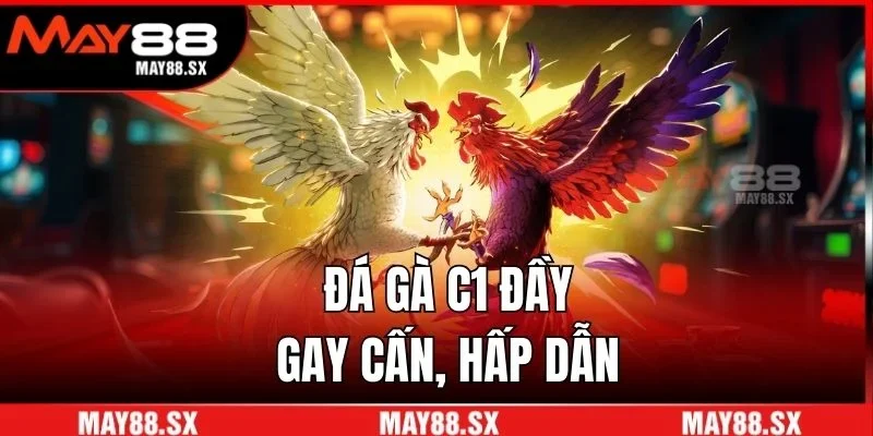 Đá gà C1 đầy gay cấn, hấp dẫn
