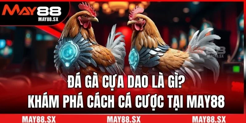 Đá gà cựa dao
