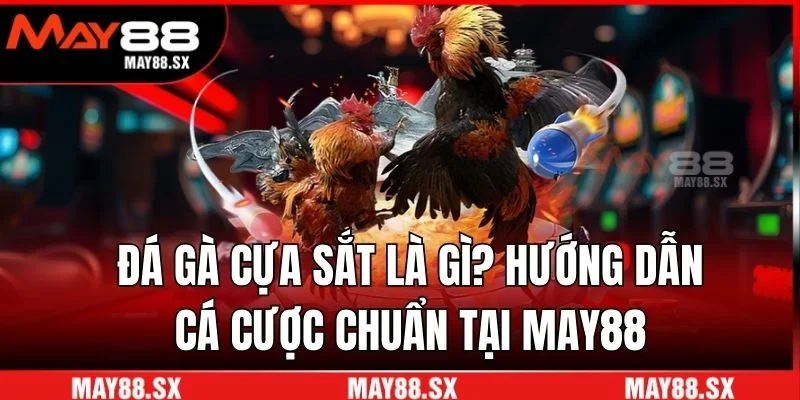 Đá gà cựa sắt