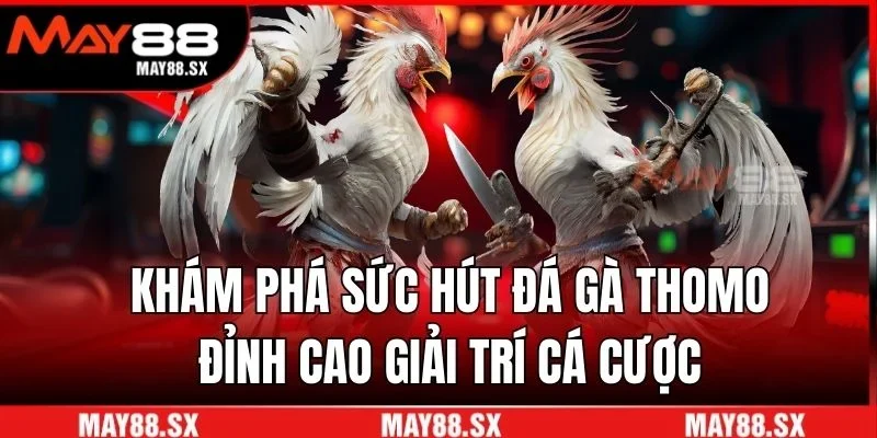 Đá gà Thomo