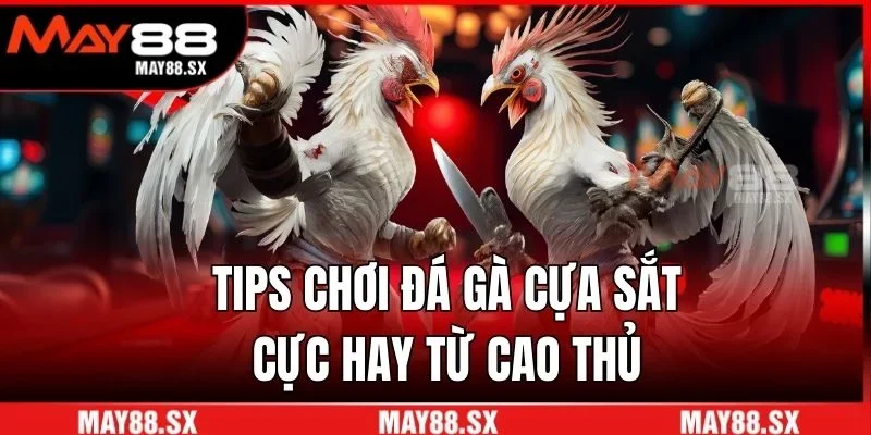 Tips chơi đá gà cựa sắt cực hay từ cao thủ